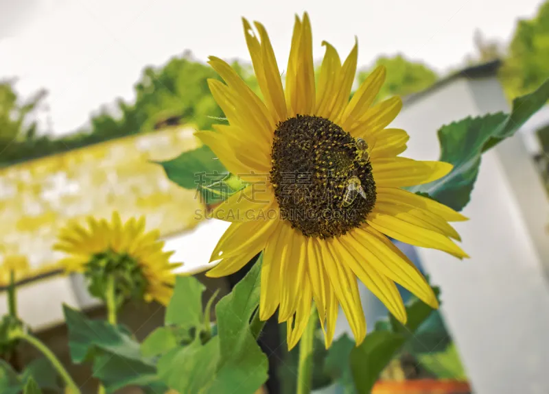 两只动物 蜜蜂 向日葵 蜂蜡 水平画幅 动物学 动物身体部位 野外动物 特写 仅一朵花图片素材下载 稿定素材