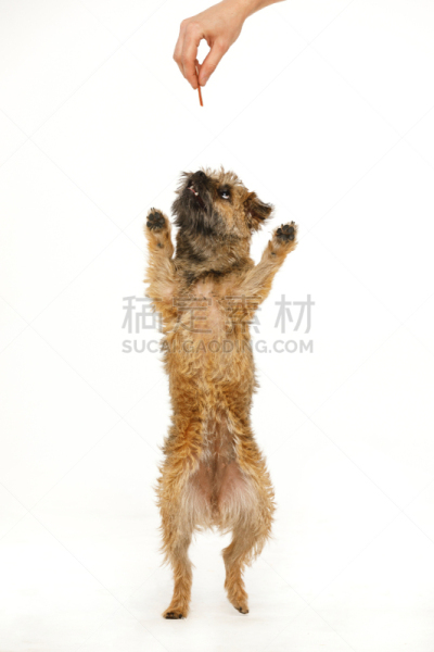 舞蹈,食品,哈巴狗,自然美,可爱的,纯种犬,梗犬,背景分离,狗,哺乳纲