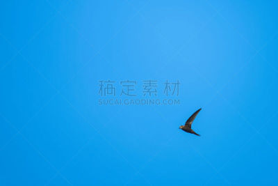 迅速,野生动物门,动物主题,自由,风,野生动物,云,翅膀,一只动物,自然美