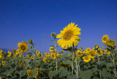 田地,向日葵,天空,水平画幅,无人,夏天,户外,Common Sunflower,向日葵籽,植物