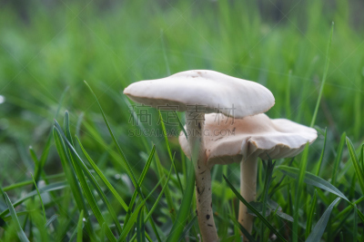 白蘑菇,两个物体,草,绿色,美,褐色,水平画幅,苔藓,户外,生物学