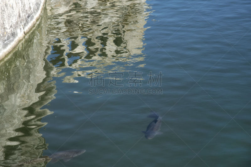 鲤鱼,枫丹白露宫,贞德,湖,法国,世界遗产,浪漫,著名景点,法国薄饼,喷泉