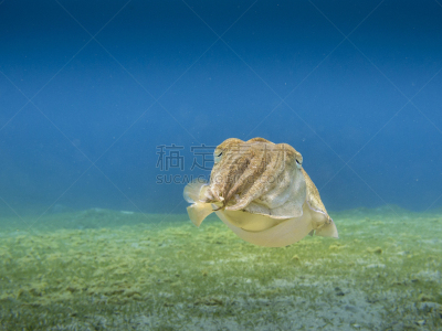 墨鱼,海洋,背景,海草,蓝色,在上面,法老,地形,水下