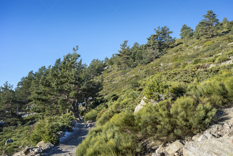 瓜达拉马山脉,国家公园,欧洲赤松,森林,国内著名景点,环境,雪,刺柏属丛木,蓖麻,松树