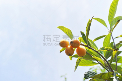 Fruit of the loquat
ビワの実