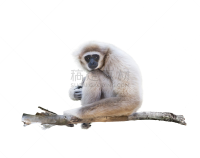 白长臂猿,分离着色,白色,自然,哺乳纲,褐色,野生动物,水平画幅,动物,枝