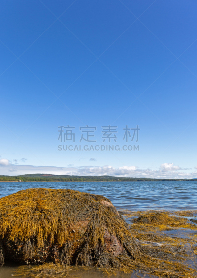 缅因州,海草,岩石海岸线,海岸线,海洋生命,新英格兰,食品,云,巨石,蜗牛