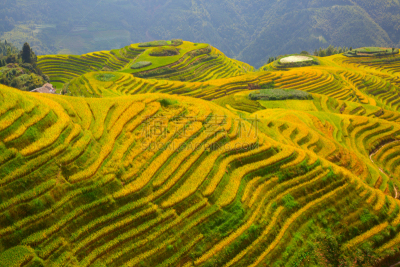 稻,梯田,龙脊梯田,农业,传统,桂林,景观设计,食品,环境,枝繁叶茂