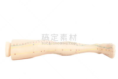 针灸模型,健康保健,足,白色,分离着色,针灸师,指压,针灸,穿洞的,物理疗法