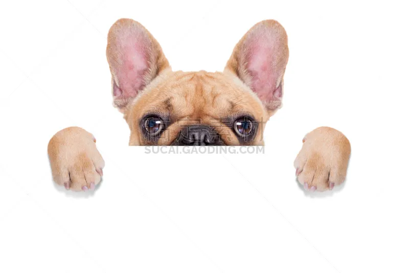 狗 布告 法国斗牛犬 Puggle犬 斗牛犬 爪子 小狗 拳师犬 牛皮图片素材下载 稿定素材 狗 布告 法国斗牛犬 Puggle犬 斗牛犬 爪子 小狗 拳师犬 牛皮图片素材下载 稿定素材