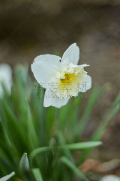 白色,花头,草地,春天,黄色,水仙花,艾许维尔,印象主义,柔焦,花鳞茎