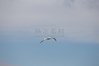 漂泊信天翁,普里昂岛,南乔治亚岛,水,天空,美,气候,水平画幅,雪,无人