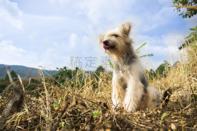 狗,陆地,可爱的,纯种犬,安静,泰国,哺乳纲,草,动物,农场