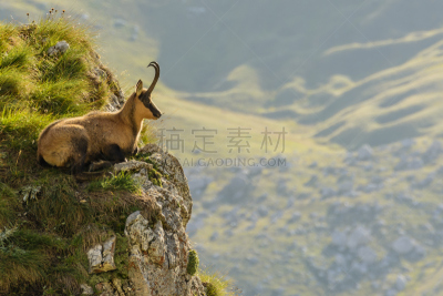 山,岩羚羊,祖母,肖像,哺乳纲,草,动物,羚羊,户外,高处