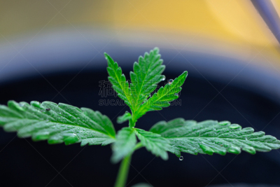 药,背景,古老的,腰部以下,公亩,绿色,化学制品,小的,概念,农业