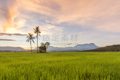 自然美,背景,绿色,稻田,黎明,水平画幅,无人,婆罗洲岛,沙巴州,夏天
