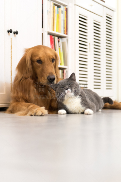 短毛猫,金毛寻回犬,垂直画幅,纯种犬,可爱的,无人,腹腔,哺乳纲,宠物,动物家庭
