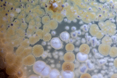 传媒,微生物学,酵母,放线菌属,个性,土样,大群动物,细菌,实验室,学习