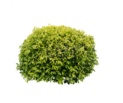 灌木,分离着色,组物体,小路,白色背景,户外,概念,美,环境,植物学