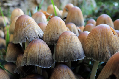 蘑菇,特写,青年人,鹭管鱼,笔帽状蘑菇,白色,自然,闪亮的,秋天,图像