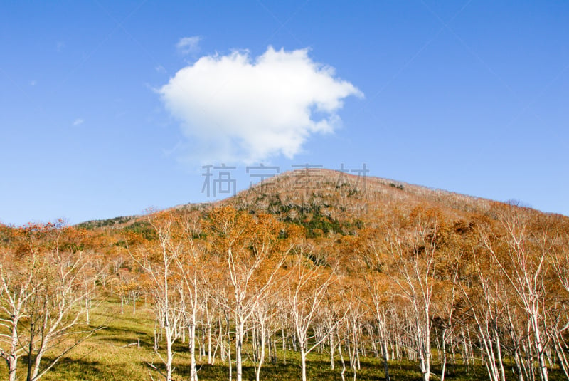 秋天,日本,北海道,黑云杉,天空,水平画幅,绿色,橙色,地形,无人