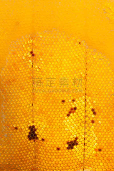 蜂箱,蜂蜜,麻疹乐队,彼得罗,beekeeper,蜂蜡,垂直画幅,褐色,梳子,夏天