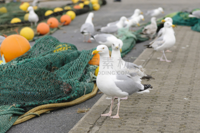 鱼类,海鸥,海港,渔网,接力赛,干的,切片食物,非都市风光,田园风光,户外