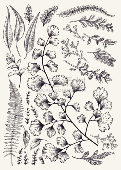 叶子,蕨类,植物学,木版画,雕刻图像,维多利亚女王时代风格,草图,花纹,垂直画幅,绘画插图