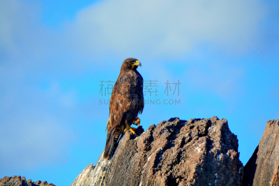鸟类,加拉帕戈斯群岛,野生动物,世界遗产,图像,加拉帕戈斯鹰,厄瓜多尔,野外动物,无人,蓝足结巴鸟