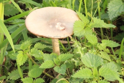 蘑菇,森林,褐色,自然,普通马勃,水平画幅,秋天,无人,户外,荷兰南部