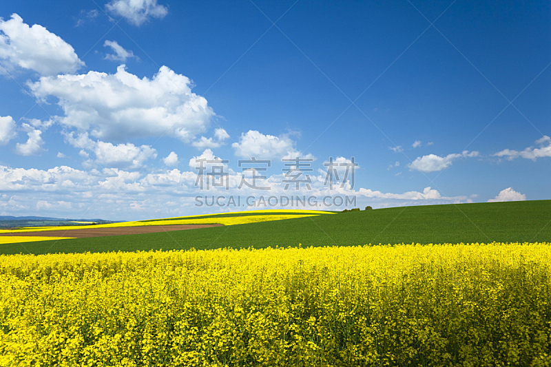 地形,耕犁,天空,草地,蓝色,开垦地,耕地,草,多色的,花