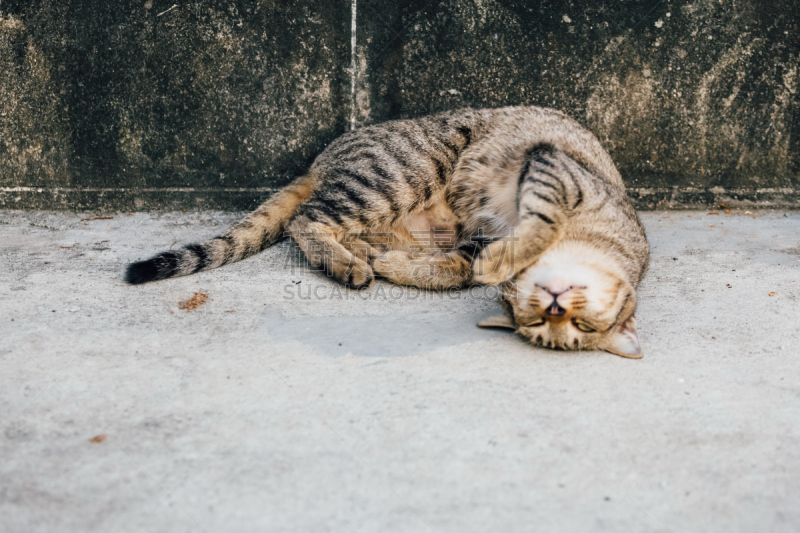 被抛弃的,猫,格林威治村,社区,流浪动物,斑纹猫,在下面,水平画幅,户外