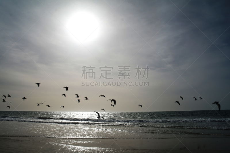 努瓦克肖特,海滩,毛里塔尼亚,水,天空,水平画幅,沙子,无人,鸟类,夏天