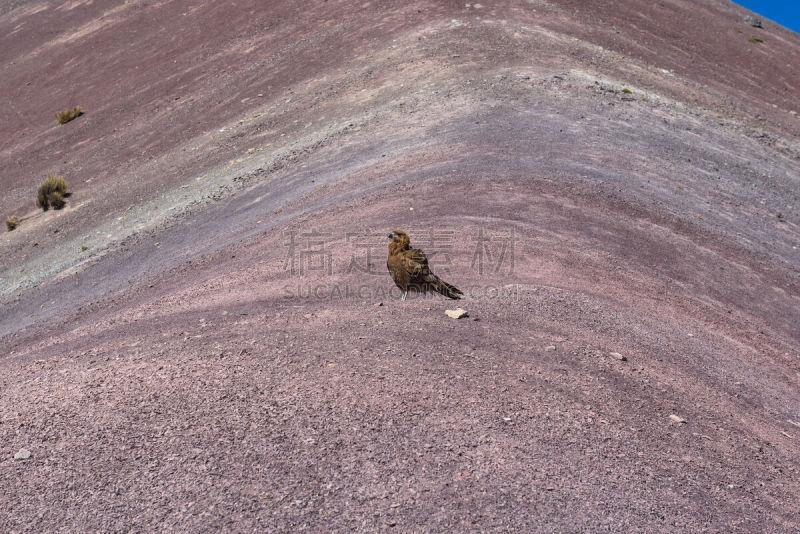 秘鲁,山,安地斯山脉,幼小动物,特拉华,彩虹,老鹰,户外,条纹,自然