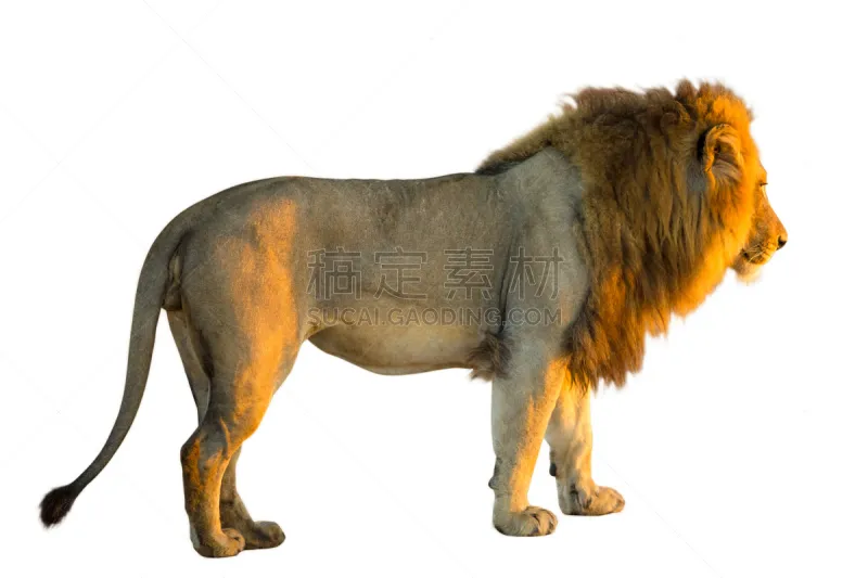 狮子 分离着色 野生动物 水平画幅 猫科动物 巨大的 非洲 残酷的 哺乳纲 侧面视角图片素材下载 稿定素材