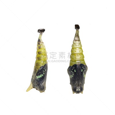 中老年人,白色,僵鸟,蝴蝶,茧,鹭管鱼,分离着色,石墨,生物学,安全