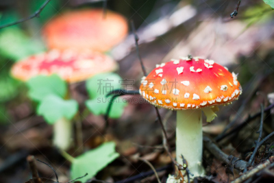 鹅膏菌,毒蝇菇,橙色伞菌,伞形毒菌,毒蘑菇,水平画幅,无人,夏天,草,特写