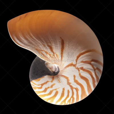 鹦鹉螺,分离着色,螺线,海洋生命,垂直画幅,图像,动物斑纹,软体动物,蜗牛,水