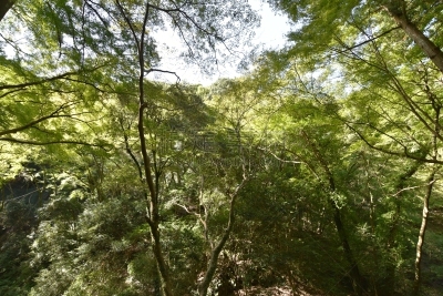 公园,森林,美浓,自然,箕面市,环境保护,图像,自然公园,夏天,户外