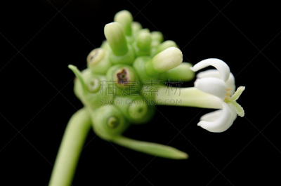 诺丽果,热带气候,水果,黑色,分离着色,茜草科,桑椹,龙胆目,水平画幅,枝繁叶茂