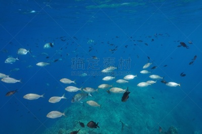 地中海,鱼群,水下,鱼类,赫罗纳省,海洋生命,野生动物,动物群,动物,雀鲷