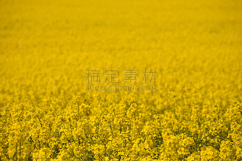 田地,黄色,自然,草地,宁静,水平画幅,无人,户外,农作物,花