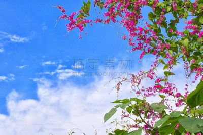 蓝花藤,鱼钩,珊瑚,天空,蓝色,有蔓植物,自然,草本,季节,清新