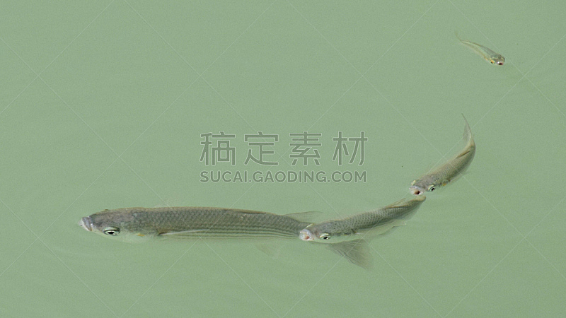 水 花样游泳 光 鱼眼镜头 门厅 敏捷 绿色背景 住宅房间 绿色图片素材下载 稿定素材