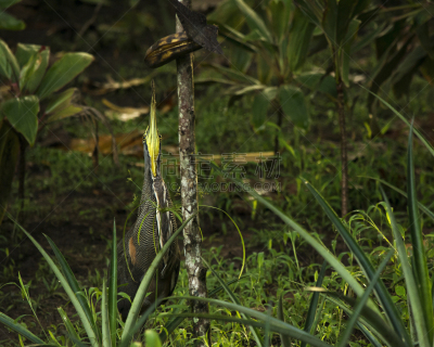 秃树,老虎鹭,裸喉老虎鹭,tortuguero national park,丛林索道,里蒙省,哥斯达黎加,苍鹭,中美洲,水平画幅