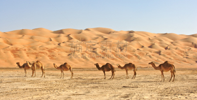 Empty Quarter,骆驼,阿拉伯半岛,水平画幅,沙子,无人,偏远的,户外,干的