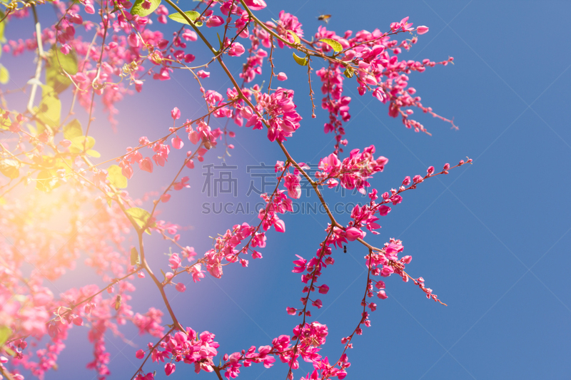 仅一朵花,风景,柔焦,蓼科杂草,荞麦,自然,水平画幅,小的,无人,夏天