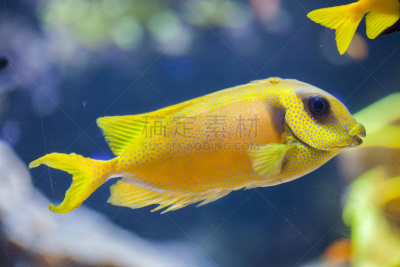 青绿色,斑点,河豚,indopacific ocean,鳍刺类鱼,鲈形目,水,水平画幅,无人,水下