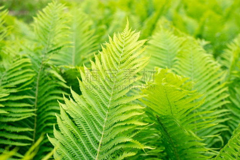 蕨类,绿色,特写,风景,农业,立陶宛共和国,夏至,传统,欧洲蕨,清新