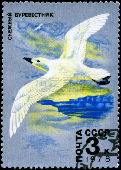 海燕,雪燕,前苏联,邮戳,垂直画幅,水,天空,鸟类,古老的,野外动物